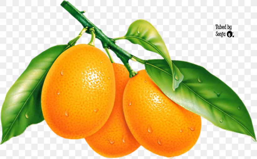 Pomelo Mandarin Orange Tangerine, PNG, 1425x885px, Pomelo, Bitter Orange, Citric Acid, Citrus, Clementine Download Free