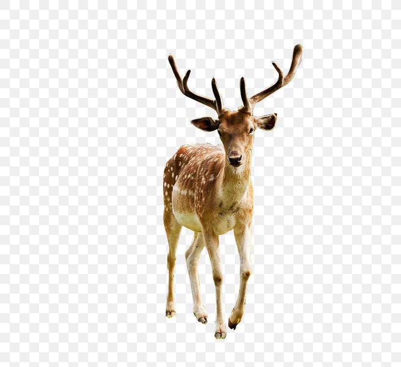Red Deer Elk Reindeer White-tailed Deer, PNG, 500x750px, Deer, Antelope, Antler, Elk, Fauna Download Free