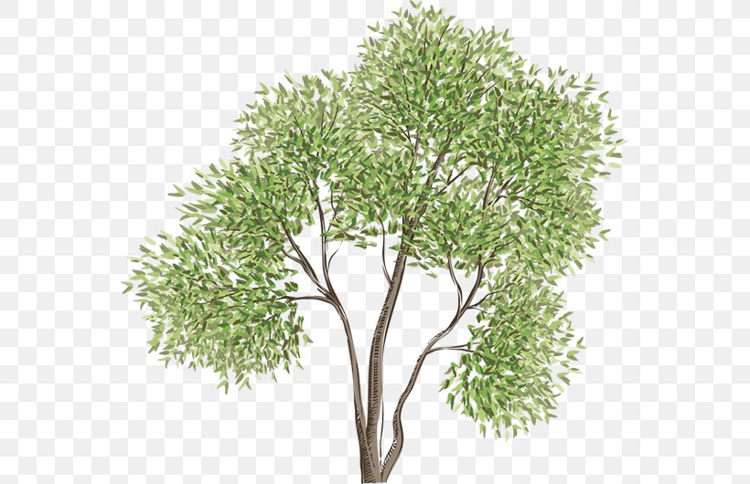 Vector Graphics Tree Image Drawing, PNG, 555x530px, Tree, Branch, Drawing, Flowerpot, Grass Download Free