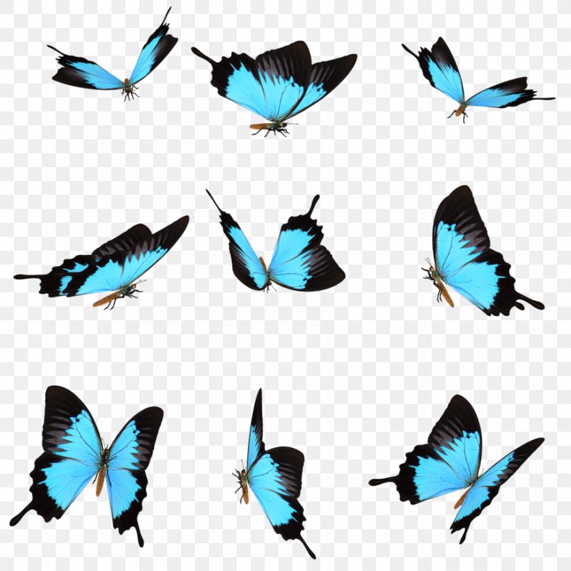 Flies, PNG, 894x894px, Hyperlink, Butterfly, Feather, Insect, Invertebrate Download Free