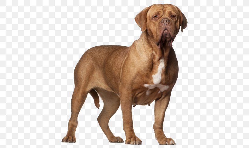 Dogue De Bordeaux Tosa Dorset Olde Tyme Bulldogge Bullmastiff Boerboel, PNG, 567x489px, Dogue De Bordeaux, Boerboel, Breed, Bullmastiff, Ca De Bou Download Free