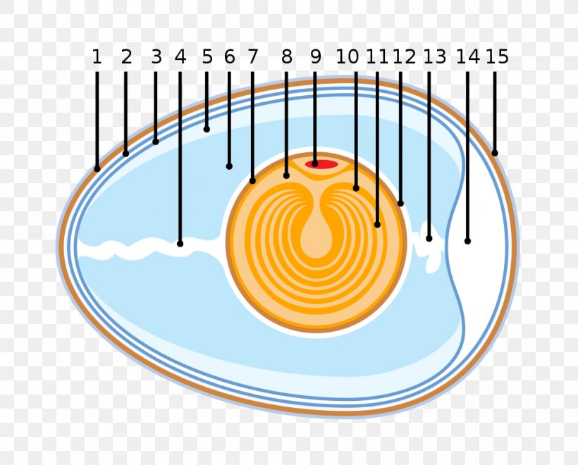 Amniote Egg Diagram