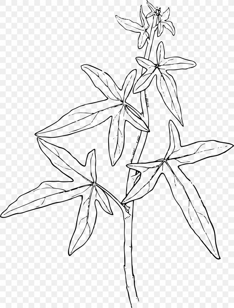 Ivy Plant Vine Clip Art, PNG, 1824x2400px, Ivy, Art, Artwork, Black And White, Branch Download Free