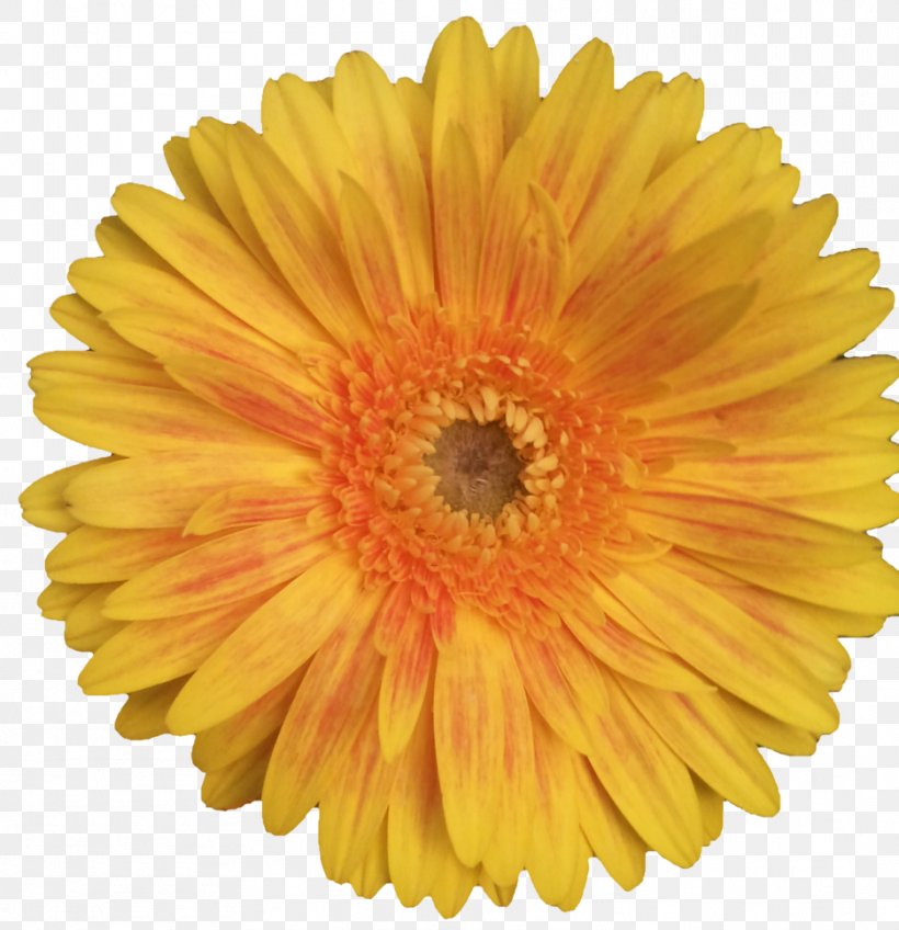 Daisy Family Common Sunflower Common Daisy Clip Art, PNG, 936x968px, Daisy Family, Annual Plant, Calendula, Chrysanths, Common Daisy Download Free