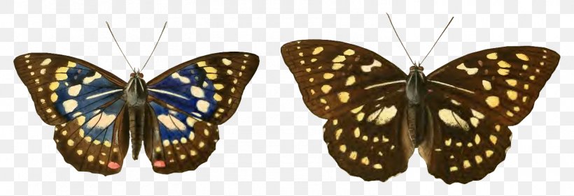 Monarch Butterfly Great Purple Emperor Japan Species, PNG, 1495x513px, Monarch Butterfly, Arthropod, Brushfooted Butterflies, Brushfooted Butterfly, Butterfly Download Free