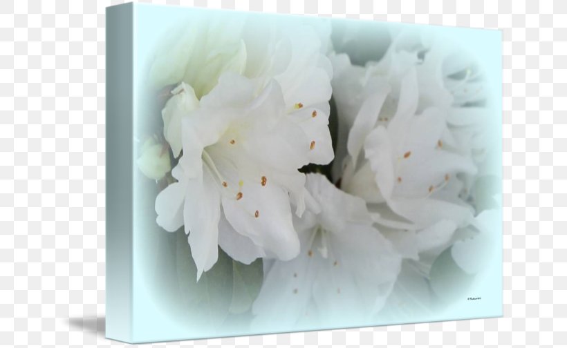 Petal Flower Floral Design, PNG, 650x504px, Petal, Blossom, Floral Design, Flower, Plant Download Free