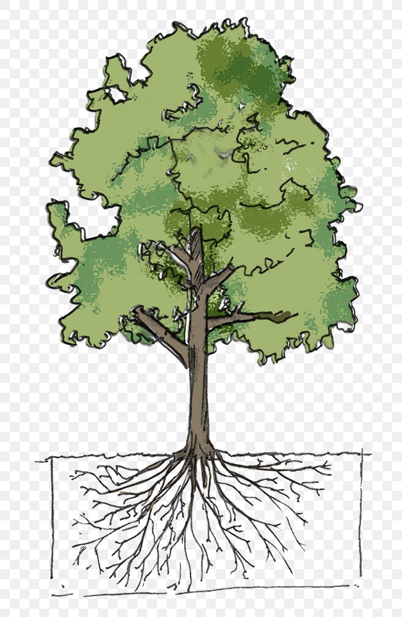 Tree Urban Forestry Plant City Shrub, PNG, 730x1257px, Tree, Biology, Branch, Cereus, Cereus Repandus Download Free