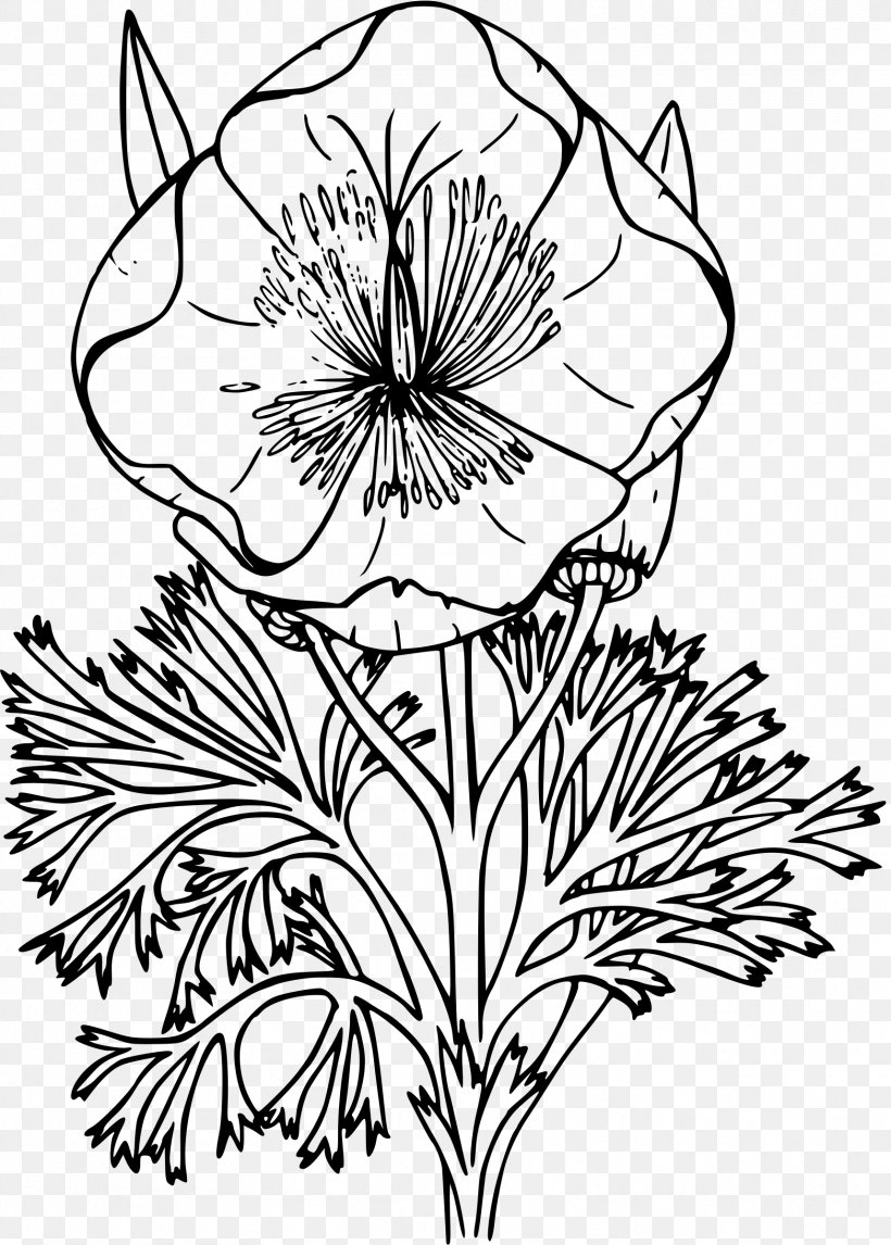 California Poppy Drawing Coloring Book Png 1716x2400px California Artwork Black And White Botanical Illustration California Poppy