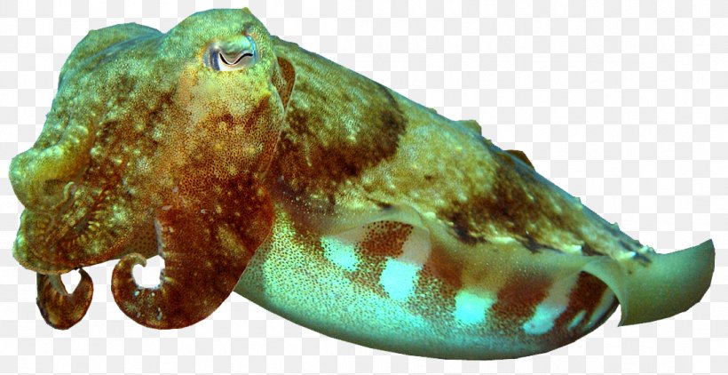Cuttlefish Octopus Marine Biology, PNG, 1089x561px, Cuttlefish, Biology, Cephalopod, Fish, Invertebrate Download Free