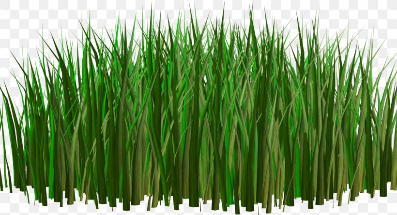 Herbaceous Plant Кормовые культуры Digital Image Clip Art, PNG, 1280x696px, Herbaceous Plant, Chrysopogon Zizanioides, Commodity, Digital Image, Drawing Download Free