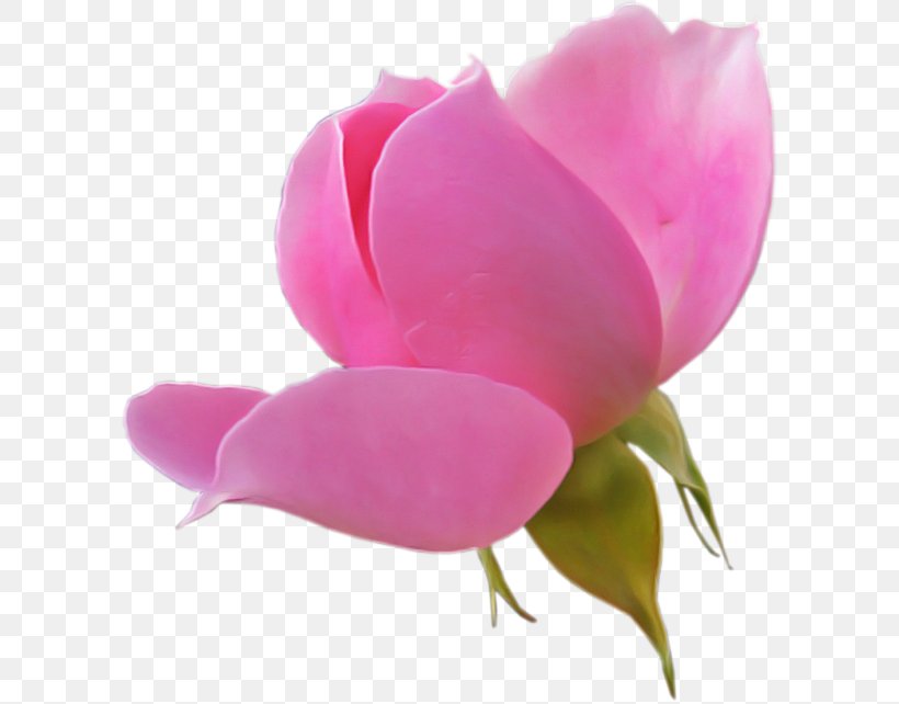 Petal Flowering Plant Pink Flower Plant, PNG, 600x642px, Petal, Bud, Flower, Flowering Plant, Magenta Download Free