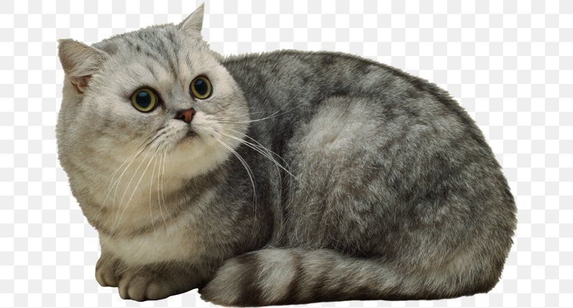 American Shorthair Whiskers British Shorthair Domestic Short-haired Cat Persian Cat, PNG, 670x441px, American Shorthair, Abyssinian, American Wirehair, Asian, Australian Mist Download Free