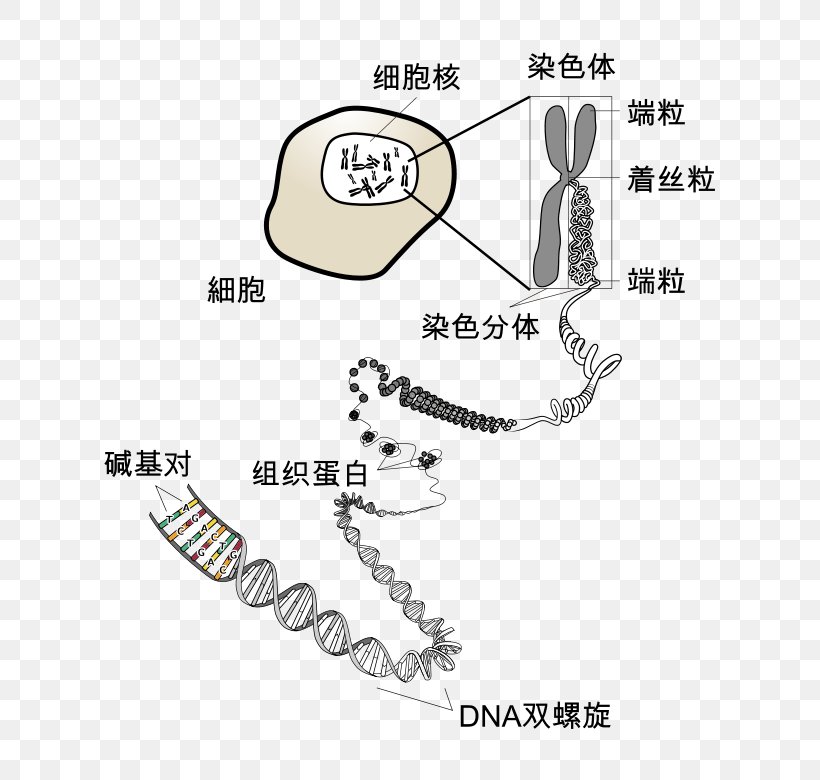 Chromosome DNA Genetics RNA, PNG, 656x780px, Chromosome, Area, Auto Part, Chromatid, Deoxyribose Download Free