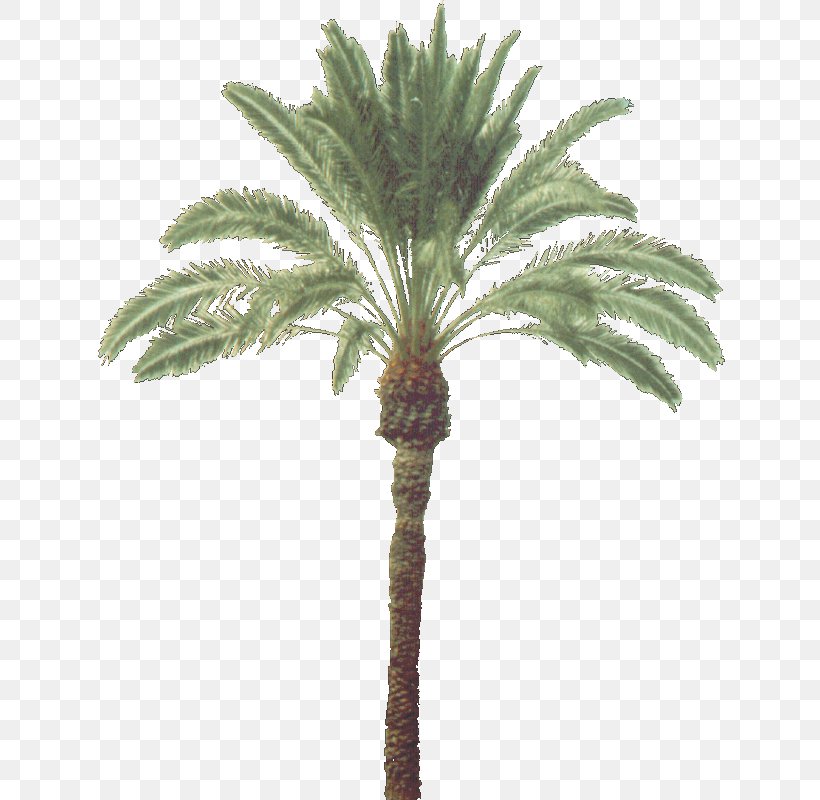Asian Palmyra Palm Arecaceae Trachycarpus Fortunei Coconut Plant, PNG, 640x800px, Asian Palmyra Palm, Arecaceae, Arecales, Attalea, Attalea Speciosa Download Free