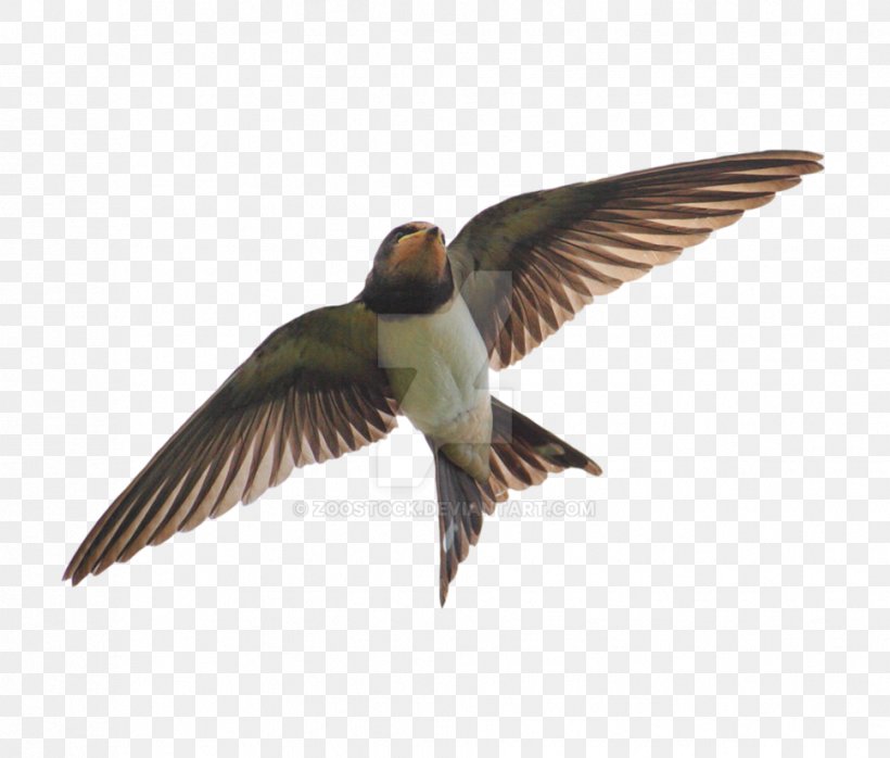 Edible Bird's Nest Hirundininae Barn Swallow Apodes, PNG, 968x825px, Bird, Apodes, Barn Swallow, Beak, Common Swift Download Free