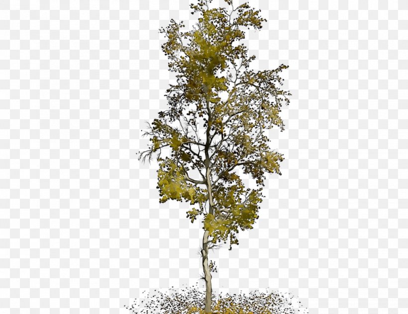 Plane Trees Leaf Plane Tree Family, PNG, 1455x1123px, Plane Trees, American Larch, Birch, Birch Family, Branch Download Free