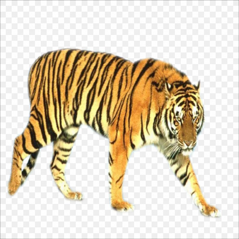 Tiger Blog Animal, PNG, 1773x1773px, Tiger, Animal, Big Cats, Biology, Blog Download Free