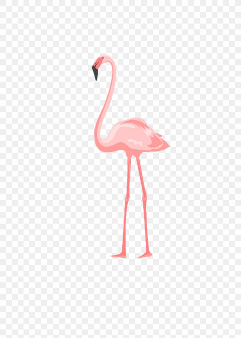 Beak Neck, PNG, 1141x1600px, Beak, Bird, Flamingo, Neck, Vertebrate Download Free