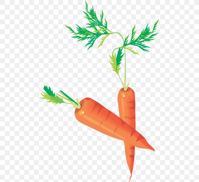 Carrot Vegetable Centerblog, PNG, 490x750px, 2017, Carrot, Blog, Centerblog, Cooking Download Free