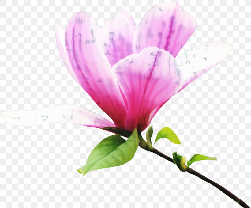 Clip Art Petal Flower Magnolia, PNG, 1600x1325px, Petal, Botany, Floral Design, Flower, Flowering Plant Download Free