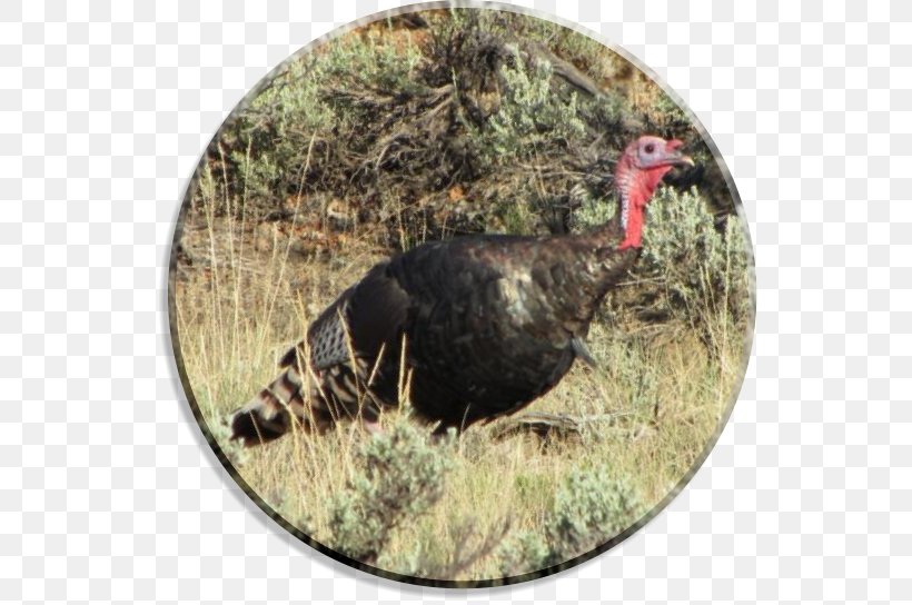 Durango Bird Domesticated Turkey Meleagrididae Animal, PNG, 544x544px, Durango, Animal, Bird, Colorado, Domesticated Turkey Download Free