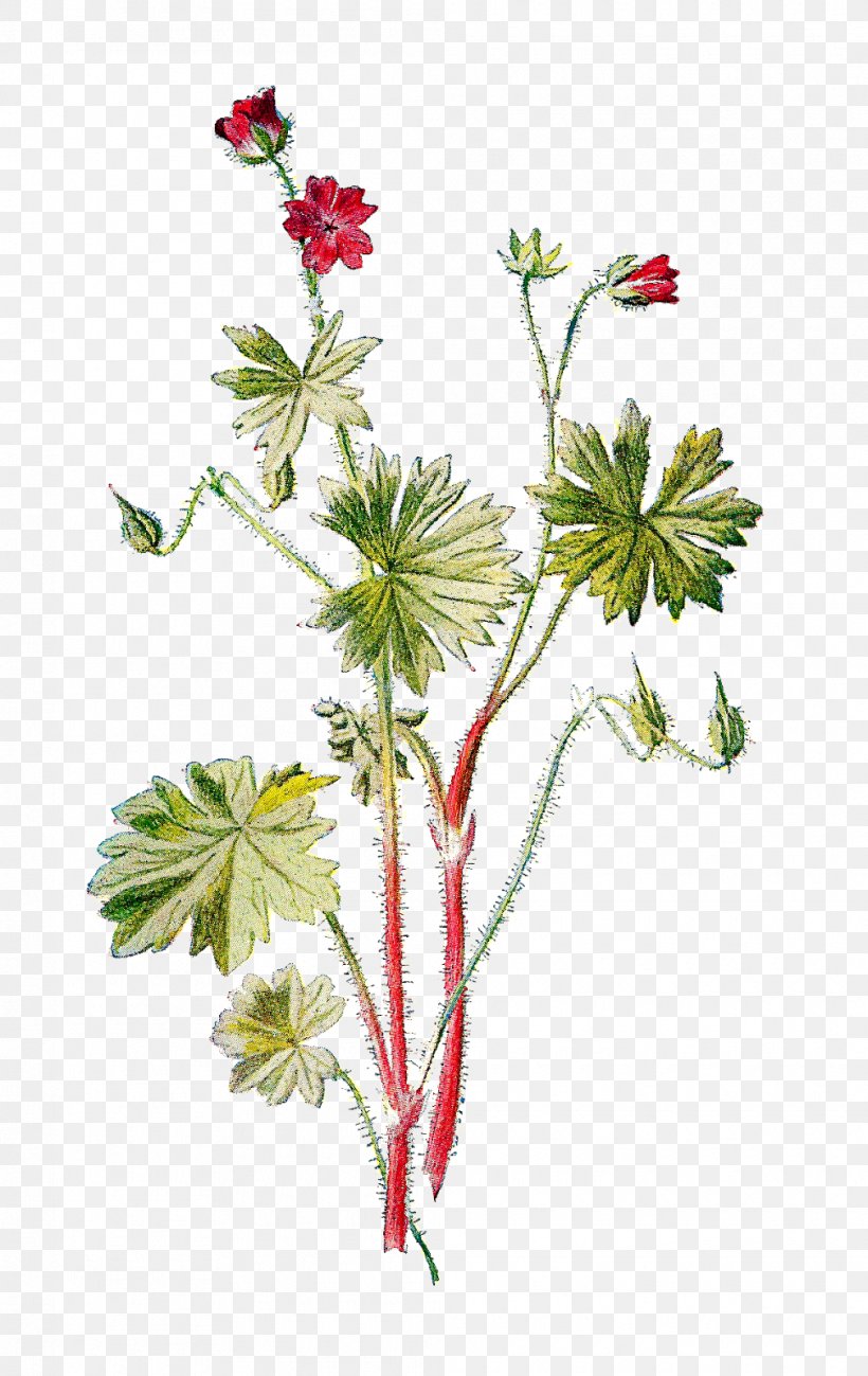 Geranium Molle Crane Wild Flowers Of The Pacific Northwest Wildflower, PNG, 1010x1600px, Geranium Molle, Art, Branch, Crane, Crane Sbill Download Free