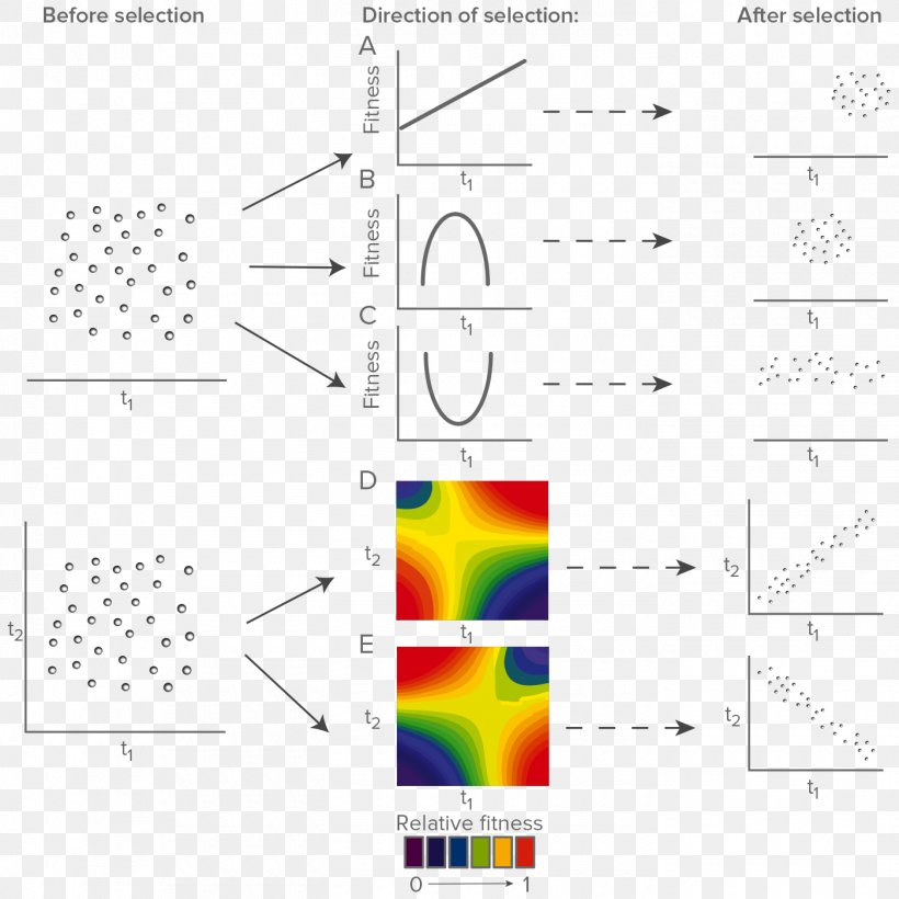 Directional Selection Natural Selection Disruptive Selection Biology Stabilizing Selection, PNG, 1400x1400px, Directional Selection, Area, Biology, Diagram, Disruptive Selection Download Free