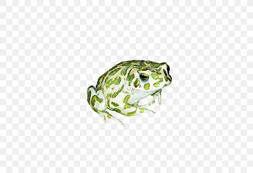 Frog Cartoon, PNG, 560x560px, True Frog, Bufo, Bullfrog, Frog, Hyla Download Free