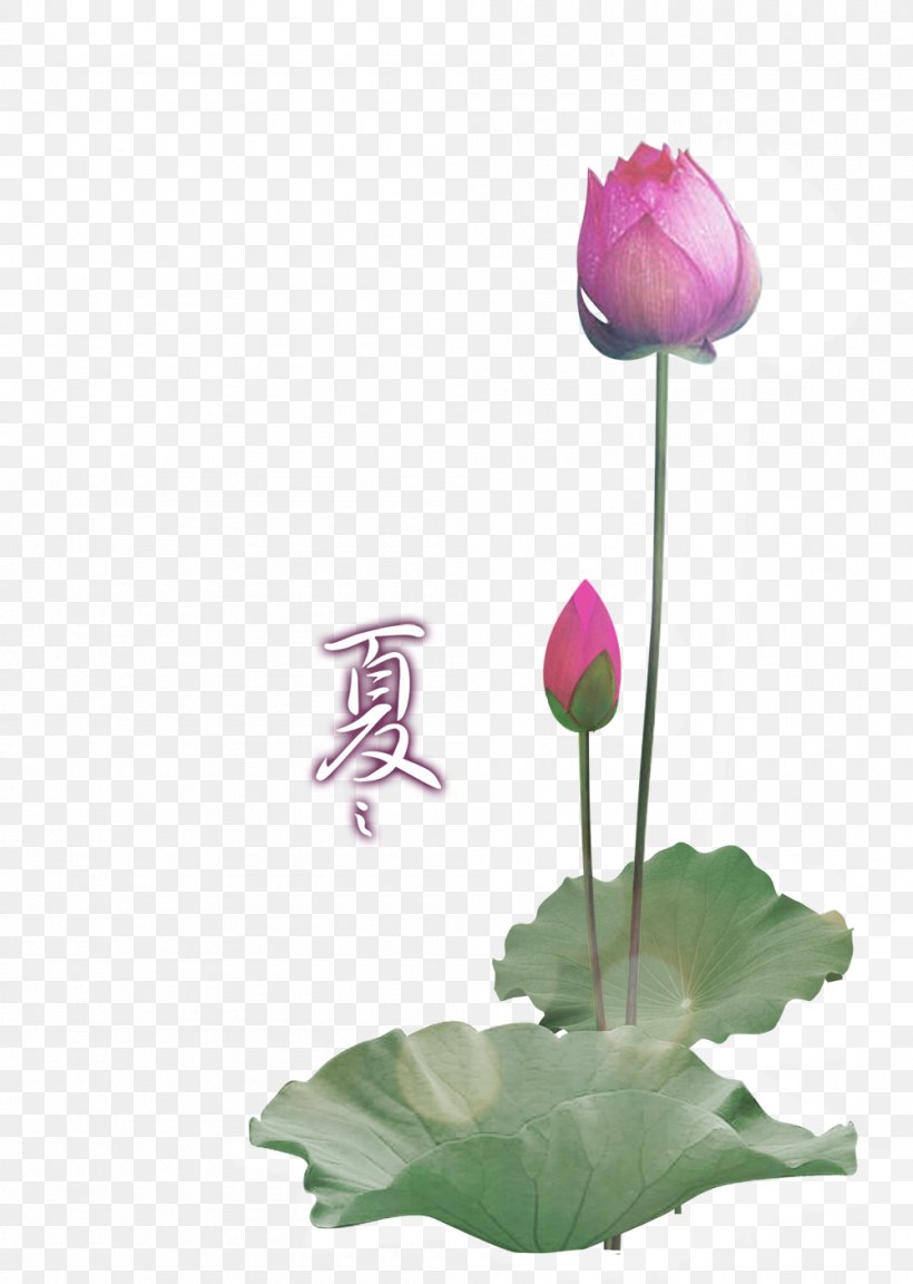Paper Nelumbo Nucifera Lotus Effect Wallpaper, PNG, 1000x1406px, Paper, Artificial Flower, Cut Flowers, Flower, Flowering Plant Download Free
