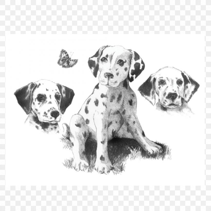 Sketching Made Easy Pencil Drawing Dalmatian Dog Sketch, PNG, 1000x1000px, Sketching Made Easy, Artist, Black And White, Canvas, Carnivoran Download Free