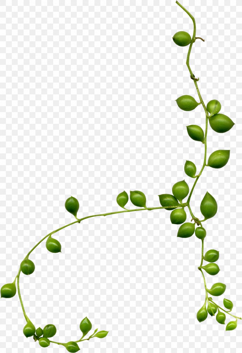 Flower Branch Clip Art, PNG, 1369x1999px, Flower, Branch, Calice, Diagram, Flora Download Free