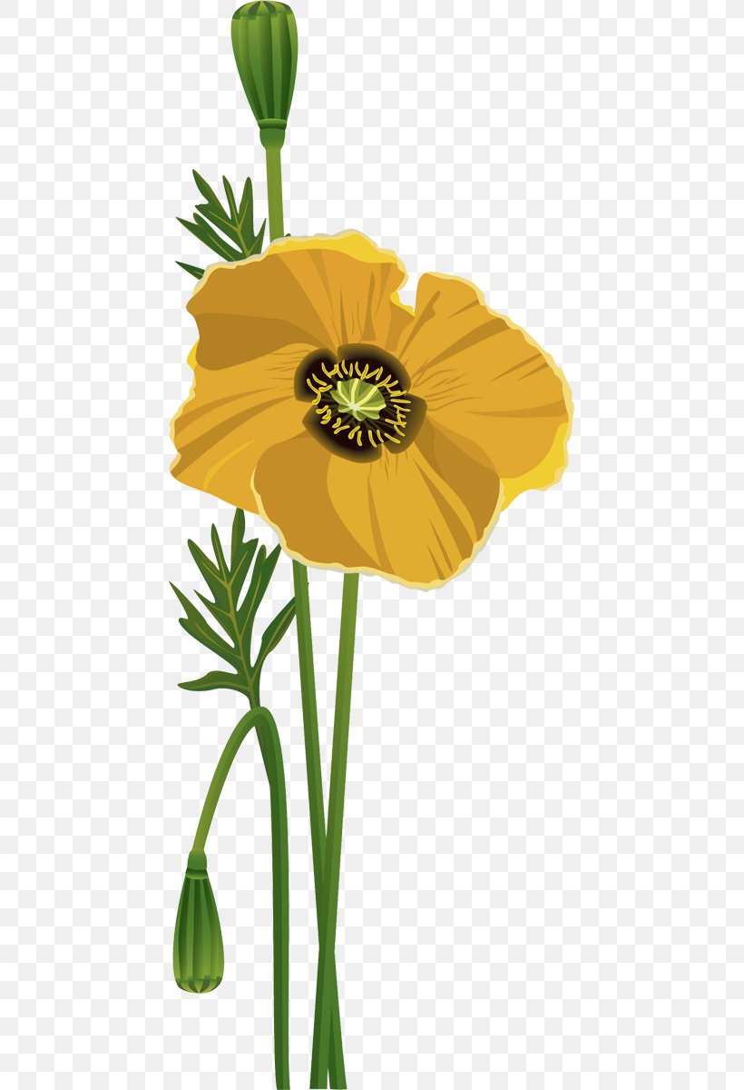 Flower Common Poppy Poppies, PNG, 447x1200px, Flower, Blume, Common Poppy, Cut Flowers, Daisy Family Download Free