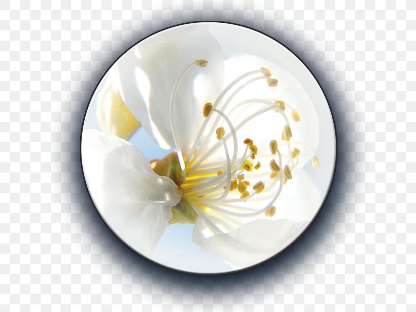 Plate Porcelain Flower, PNG, 659x615px, Plate, Cup, Dishware, Flower, Platter Download Free