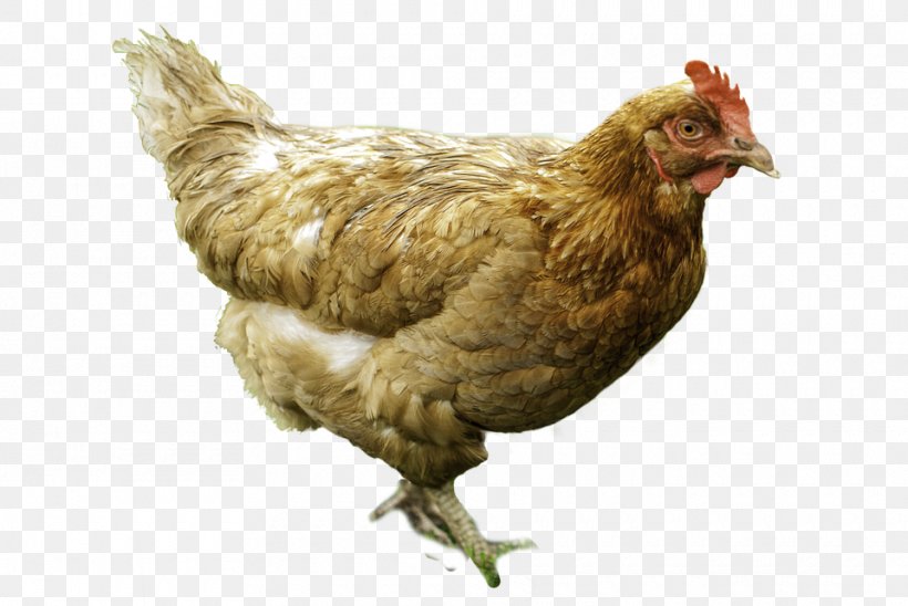 Chicken Hen Egg Poultry Fowl, PNG, 960x642px, Chicken, Beak, Bird, Chicken Or The Egg, Chicken Wire Download Free