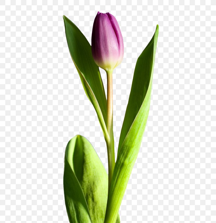 Cut Flowers Tulip, PNG, 500x848px, Flower, Bud, Cut Flowers, Dahlia, Flowering Plant Download Free