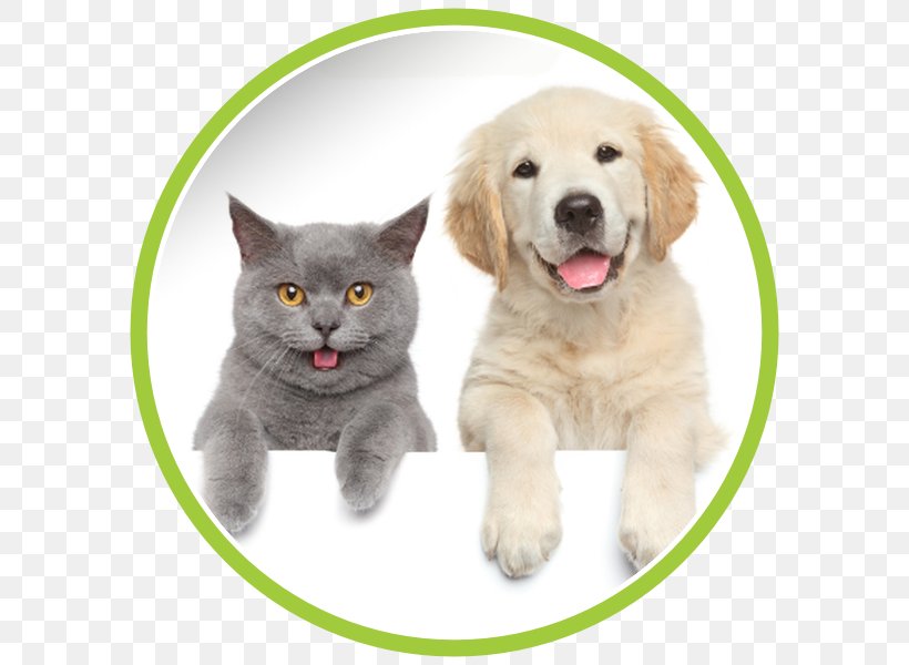 Dog–cat Relationship Sphynx Cat Veterinarian Pet, PNG, 600x600px, Dog, Breed Group Dog, Carnivoran, Cat, Cat Like Mammal Download Free