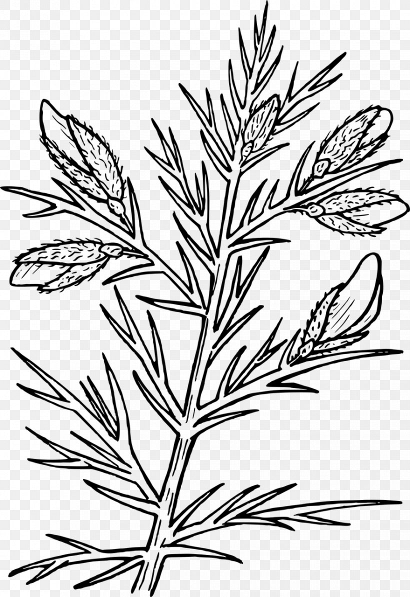 Gorse Drawing Thorns, Spines, And Prickles Shrub, PNG, 879x1280px, Gorse, Black And White, Branch, Commodity, Drawing Download Free