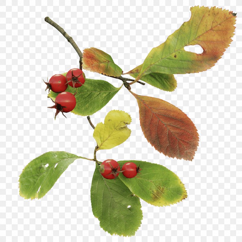 Leaf Twig Branch Crataegus Crus-galli Tree, PNG, 1024x1024px, Leaf, Acerola, Acerola Family, Arctostaphylos, Arctostaphylos Uvaursi Download Free
