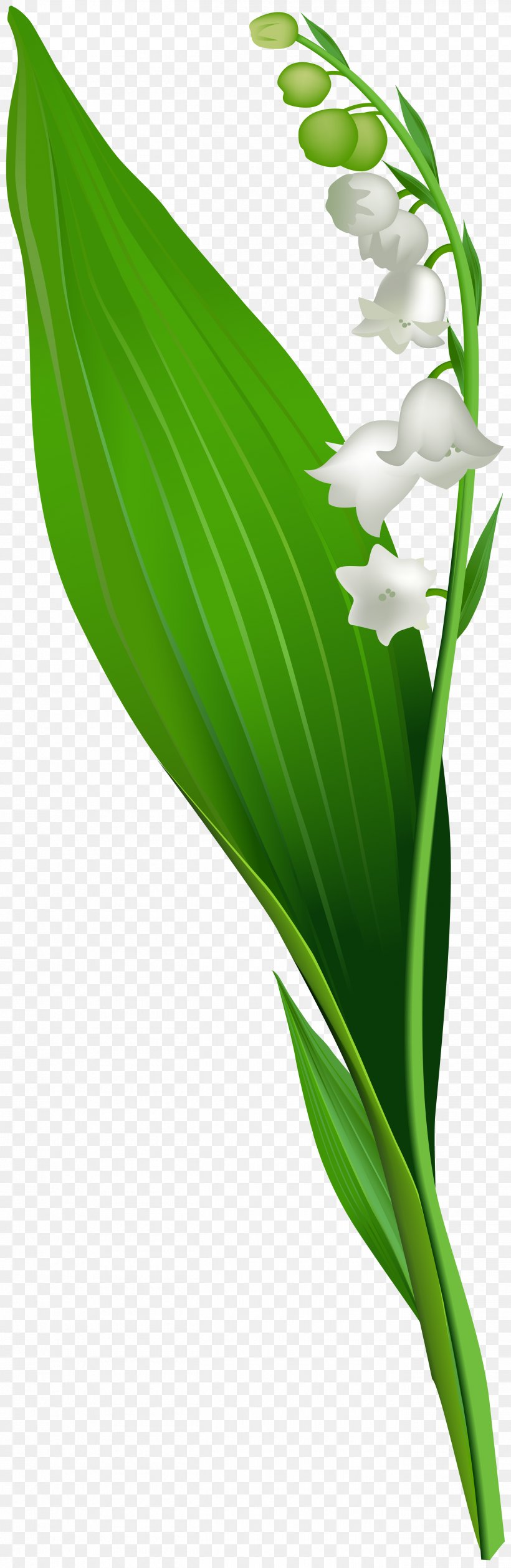Lily Of The Valley Flower Crocus Vernus Clip Art, PNG, 2605x8000px, Lily Of The Valley, Commodity, Crocus, Crocus Flavus, Crocus Vernus Download Free