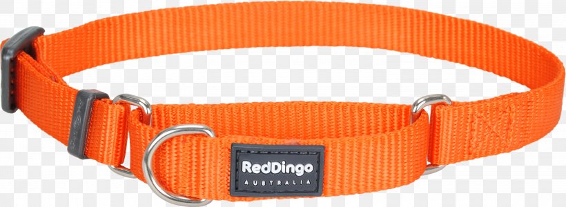 Dog Collar Dingo Cat, PNG, 3000x1098px, Dog, Buckle, Cat, Clothing Accessories, Collar Download Free