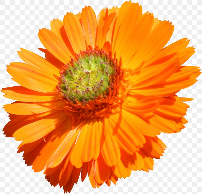 Flower Transvaal Daisy Orange Common Daisy Stock Photography, PNG, 2034x1955px, Flower, Annual Plant, Blanket Flowers, Calendula, Chrysanthemum Download Free
