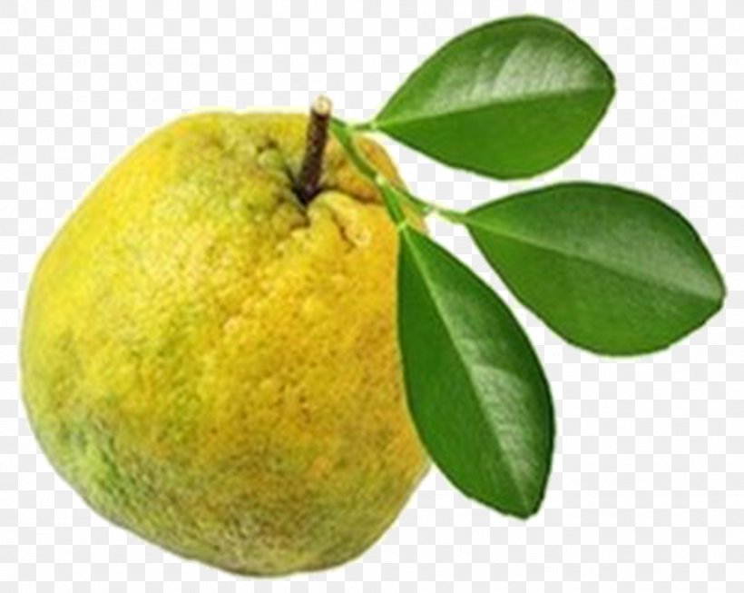 Key Lime Bitter Orange Lemon Pomelo Tangelo, PNG, 1867x1487px, Key Lime, Bergamot Orange, Bitter Orange, Citron, Citrus Download Free