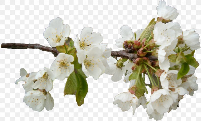 Apples Flower Schorf Clip Art, PNG, 1212x733px, Apples, Blossom, Branch, Cherry Blossom, Cut Flowers Download Free