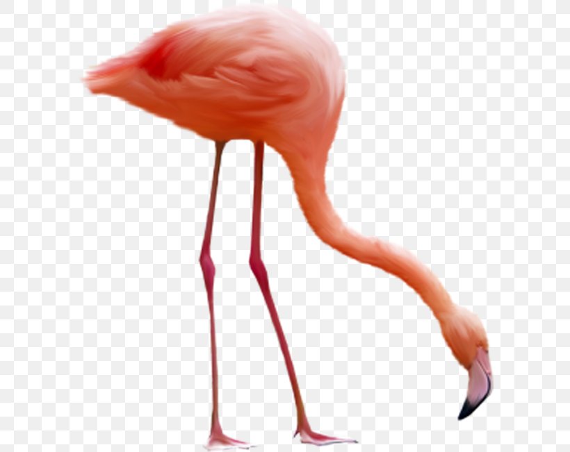 Flamingo Bird Clip Art, PNG, 600x651px, Flamingo, Beak, Bird, Flamingos, Neck Download Free