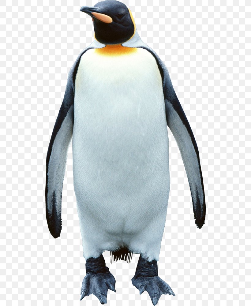 King Penguin South Pole, PNG, 526x1000px, Penguin, Animal, Beak, Bird, Cartoon Download Free