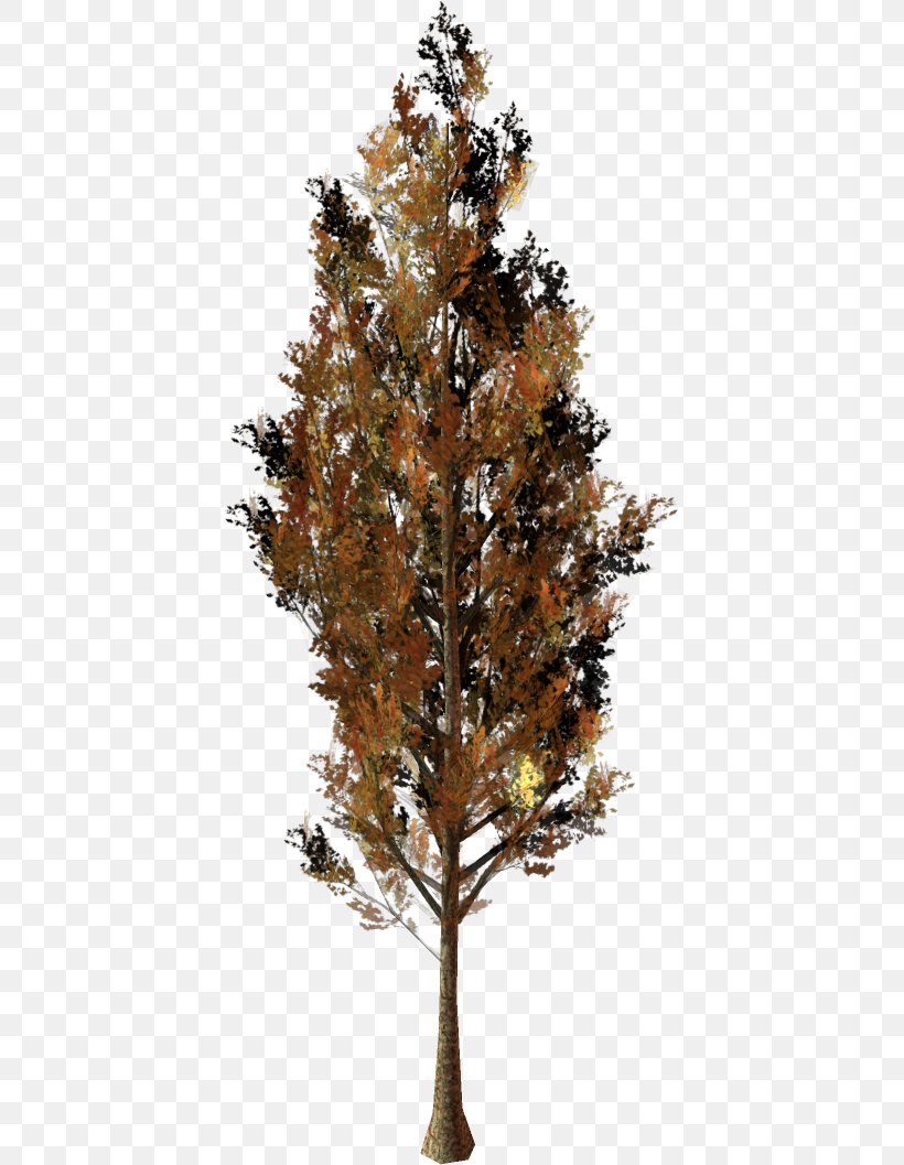 Larch Pine Twig Plane Trees, PNG, 413x1057px, Larch, Branch, Conifer, Pine, Pine Family Download Free