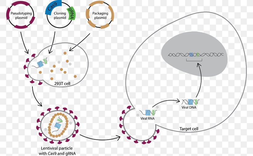 Lentivirus CRISPR Transduction Transfection Cas9, PNG, 780x507px, Watercolor, Cartoon, Flower, Frame, Heart Download Free