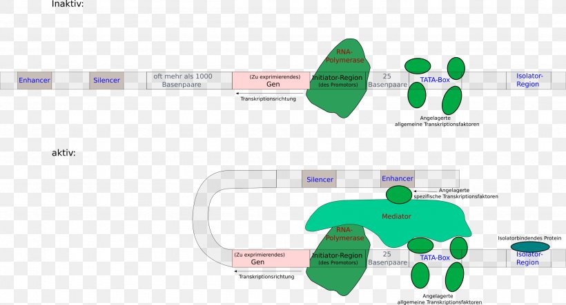 Regulation Of Gene Expression Eukaryote Enhancer Transcription Factor Silencer, PNG, 2565x1386px, Regulation Of Gene Expression, Area, Biology, Brand, Diagram Download Free