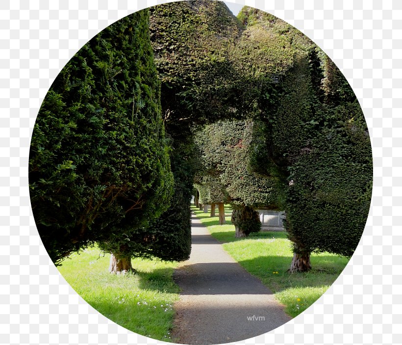 Hedge Landscape Garden Vegetation Landscaping, PNG, 703x703px, Hedge, Evergreen, Garden, Grass, Landscape Download Free