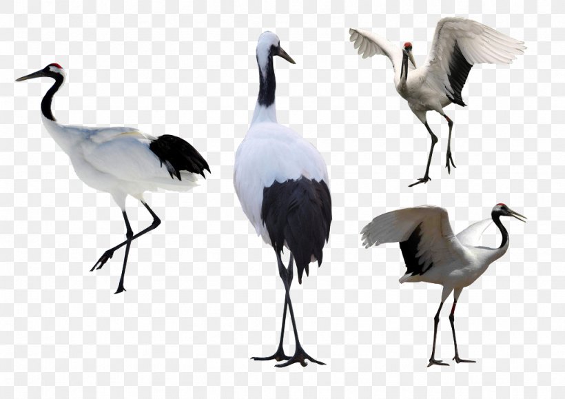 Red-crowned Crane Illustration, PNG, 1024x724px, Crane, Animal, Beak, Bird, Crane Like Bird Download Free